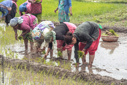 Indian Woman Planting rice seedlings in the rice paddy