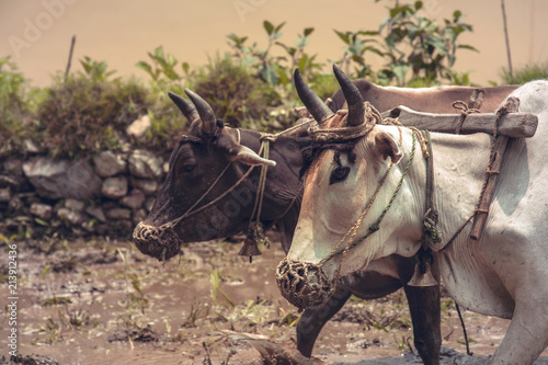 Photography Image of a bull working in paddy field