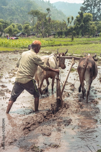 Indian farmer ploughing his fields using traditional wooden plough.