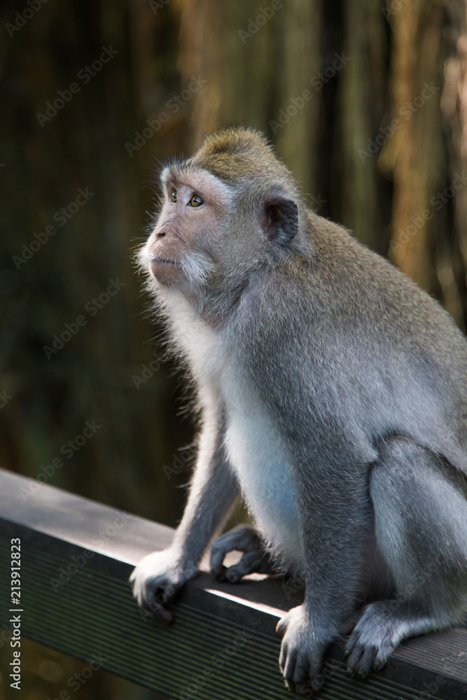 Naklejka premium a little monkey view