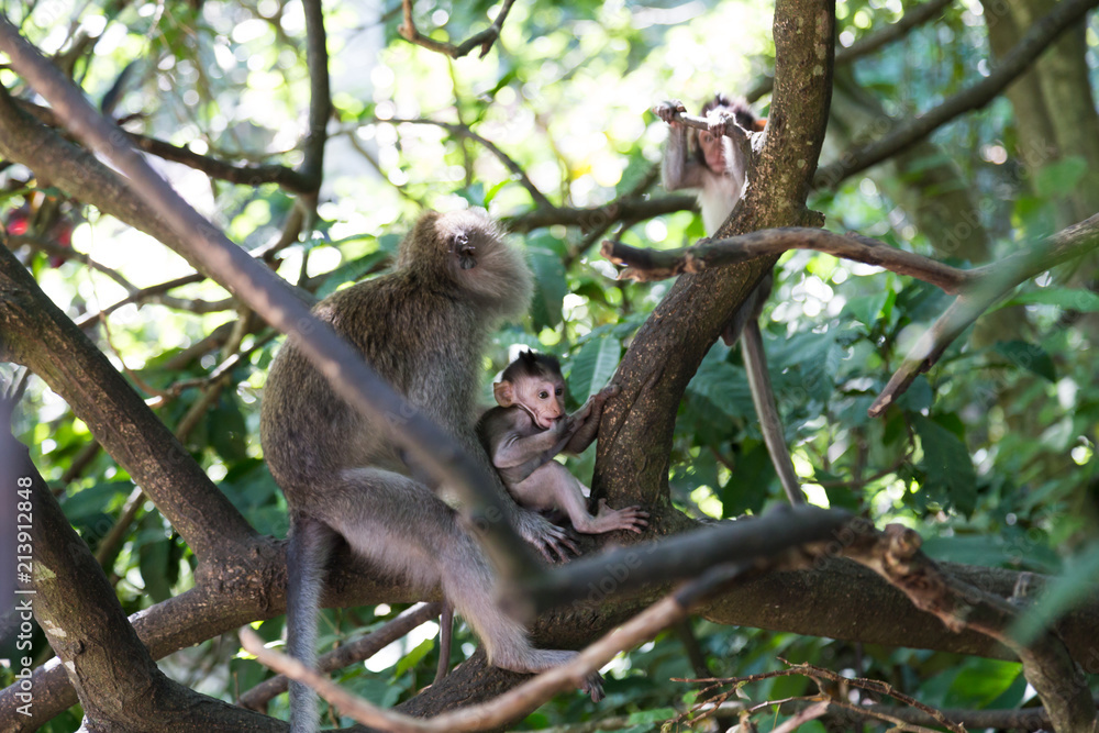 a little monkey view a little monkey view
