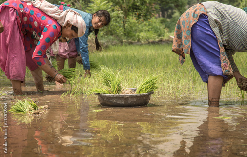 Photography Indian Woman farmer planting rice seedlings in the rice paddy field