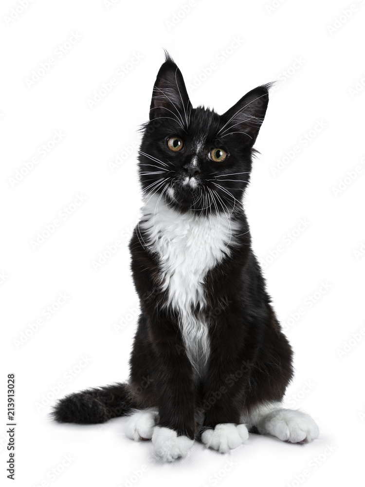 Black with white Maine Coon cat kitten sitting up looking at camera isolated on white background Black with white Maine Coon cat kitten sitting up looking at camera isolated on white background