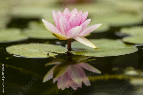 Flowers of waterlily plant © alessandrozocc