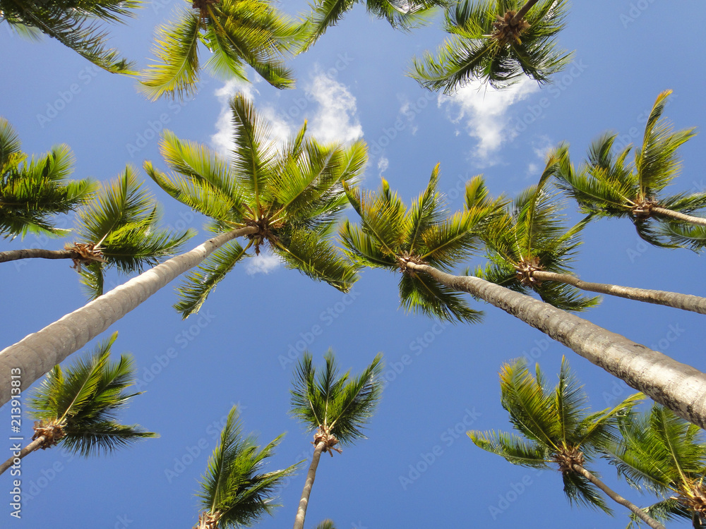 Beautiful tropical beach with palm trees