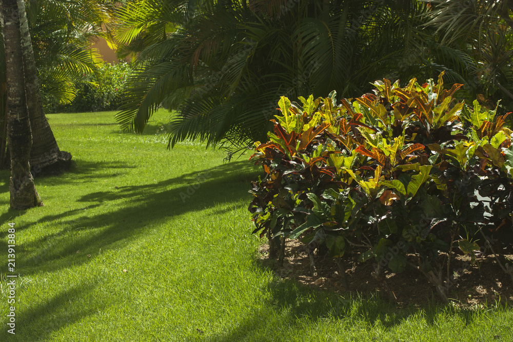 Obraz premium Colorful Croton