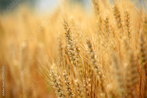 wheat mature