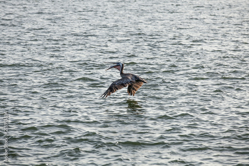 Brown Pelican catches fish thrown by tourists on the deck of the ship - Texas, USA