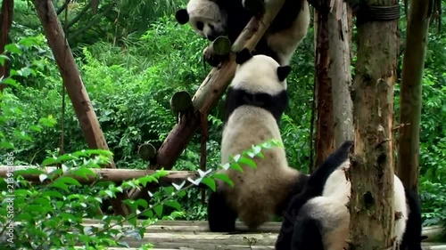  cute giant panda bear playing and eating in wildlife zoo