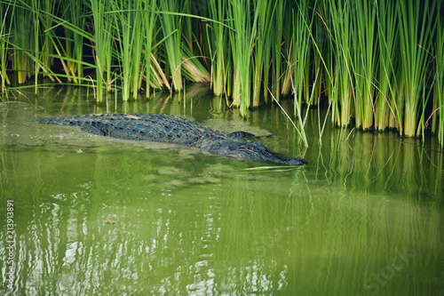 Aligator - Texas, USA