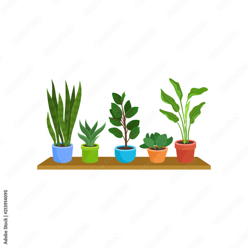 Flat vector set of different houseplants on wooden shelf. Decorative plants in colorful ceramic flowerpots Flat vector set of different houseplants on wooden shelf. Decorative plants in colorful ceramic flowerpots