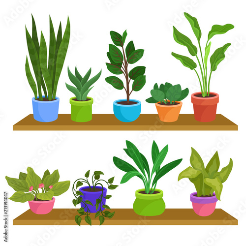 Two wooden shelves with various houseplants. Decorative indoor plants in ceramic pots. Natural elements for home decor. Flat vector design