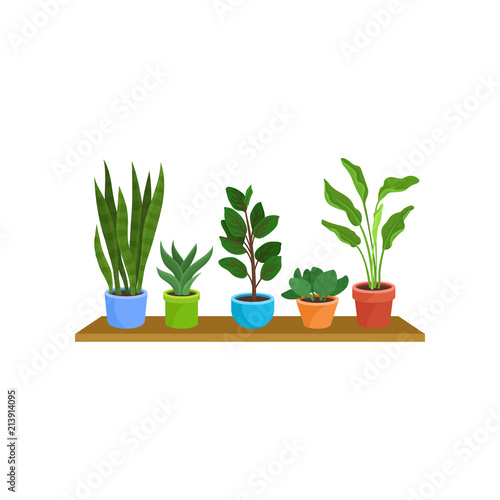 Flat vector set of different houseplants on wooden shelf. Decorative plants in colorful ceramic flowerpots
