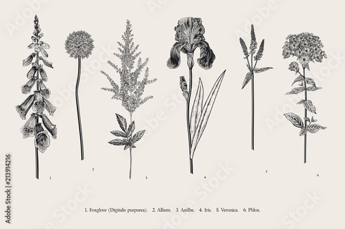 Set garden flowers. Classical botanical illustration. Foxglove, Allium, Astilbe, Iris, Veronica, Phlox. Black and white photo
