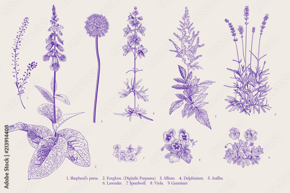 Set garden flowers. Classical botanical illustration. Ultraviolet - obrazy, fototapety, plakaty 