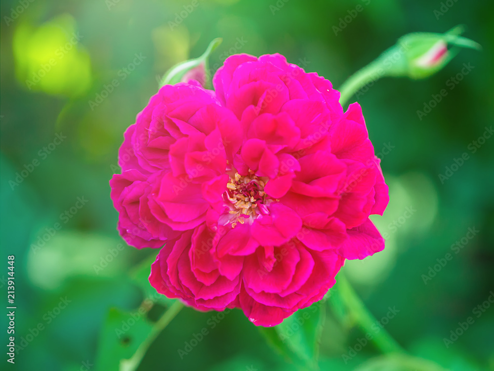 Dark pink of Damask Rose flower. Dark pink of Damask Rose flower.