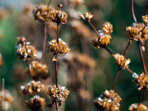 Dry stems of a plant with seeds. Dried plant. photo