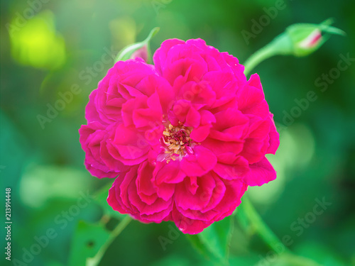 Dark pink of Damask Rose flower.