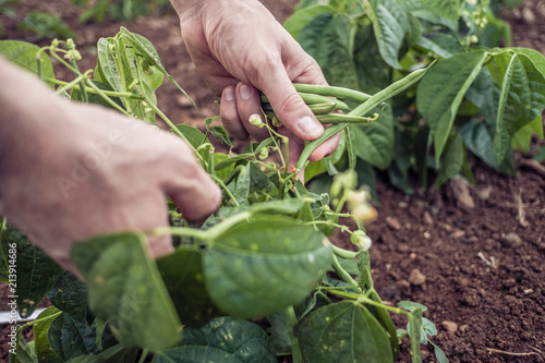 Farmer's hands harvesting green beans in a vegetable garden