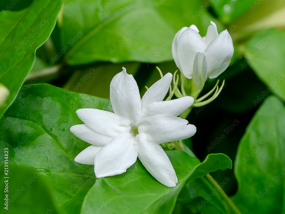 Obraz premium Close up of jasmine flower.