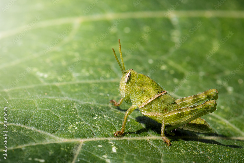 Fototapeta premium Image of Green little grasshopper on a green leaf. Insect. Animal