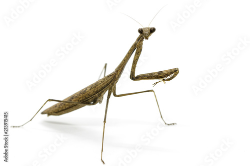 Foto Image of Praying mantis (Stagmomantis carolina) on white background