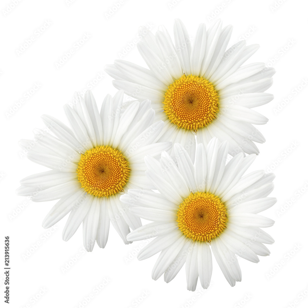 Fototapeta premium Chamomile flowers composition isolated on white background as package design element