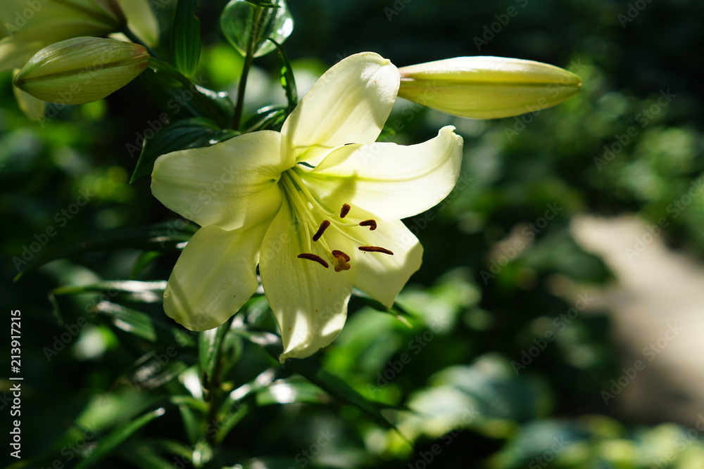 close up of white lily blooming in the garden close up of white lily blooming in the garden