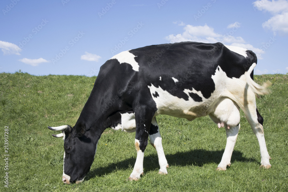 black and white cow grazing in a meadow