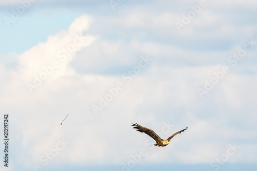 White-Tailed eagle with spread wings on the skies