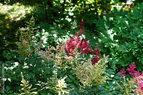 bloming red and white astilba flowers in the garden