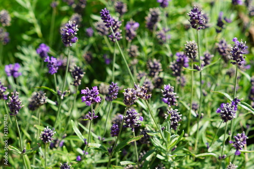close up of blooming lavender flowers in the garden