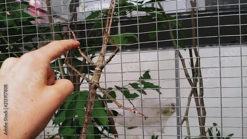 Stick-bug Phasmatodea climbing fence photo