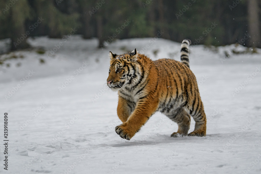 Fototapeta premium Siberian Tiger in the snow (Panthera tigris)