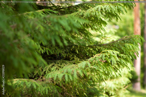 plants in the forest nature