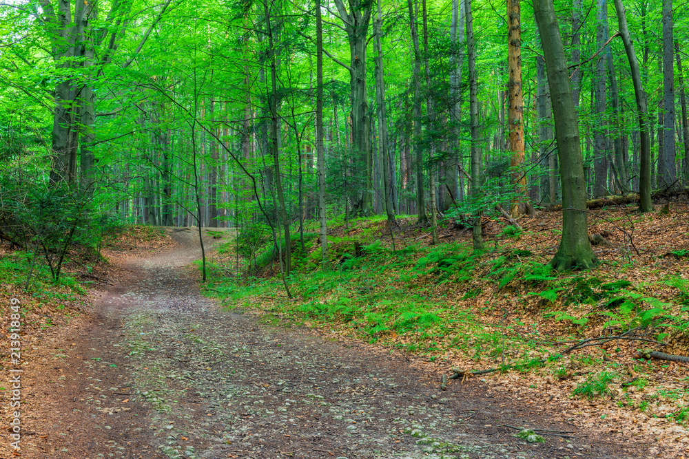 beautiful forest of the middle latitudes with footpath beautiful forest of the middle latitudes with footpath