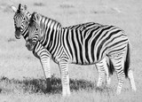 Two zebra close-up