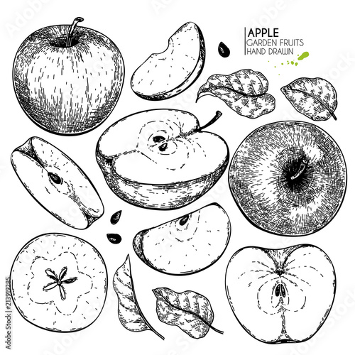 Hand drawn whole, half and sliced apples. Vector engraved illustration. Juicy natural fruit. Food healthy ingredient. For cooking, cosmetic package design, medicinal herb, treating, healt care.