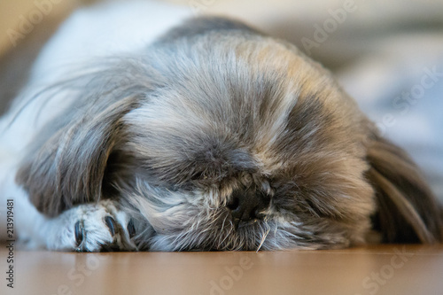 shih tzu old dog 