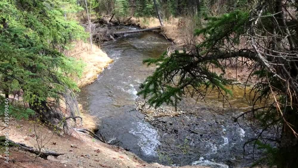 Water flowing around a bend in a small creek in a fur pine forest Water flowing around a bend in a small creek in a fur pine forest