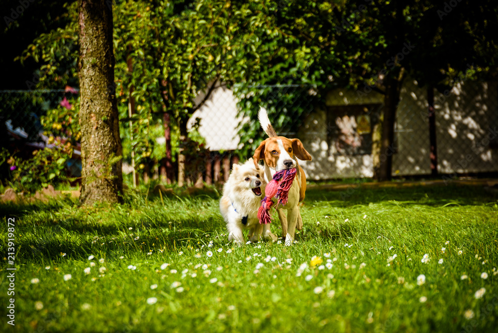 Beagle dog and spitz klein small running and playing together in garden. Summer sunny day outdoor. Beagle dog and spitz klein small running and playing together in garden. Summer sunny day outdoor.