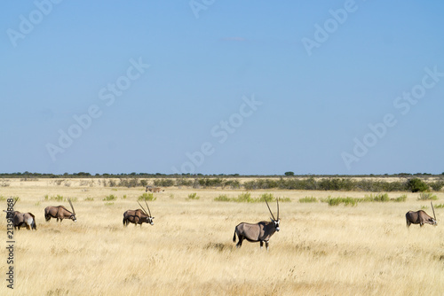 Fototapeta Naklejka Na Ścianę i Meble -  African landscape of golden grassland with oryx and zebra