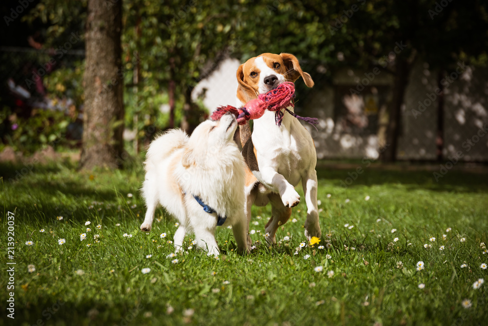 Beagle dog and spitz klein small running and playing together in garden. Summer sunny day outdoor.