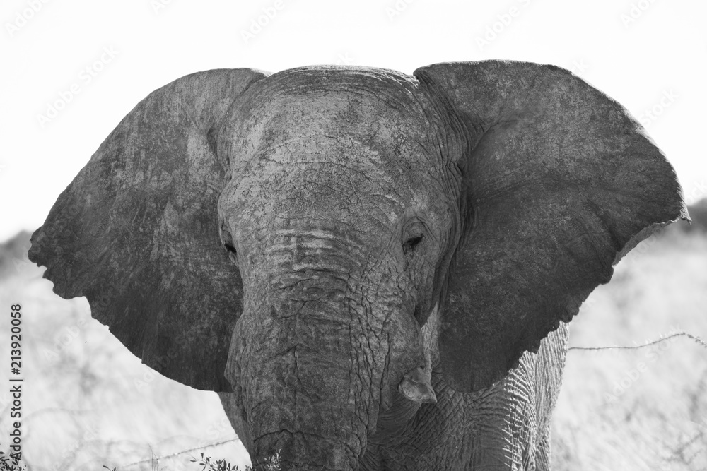 Elephant close-up