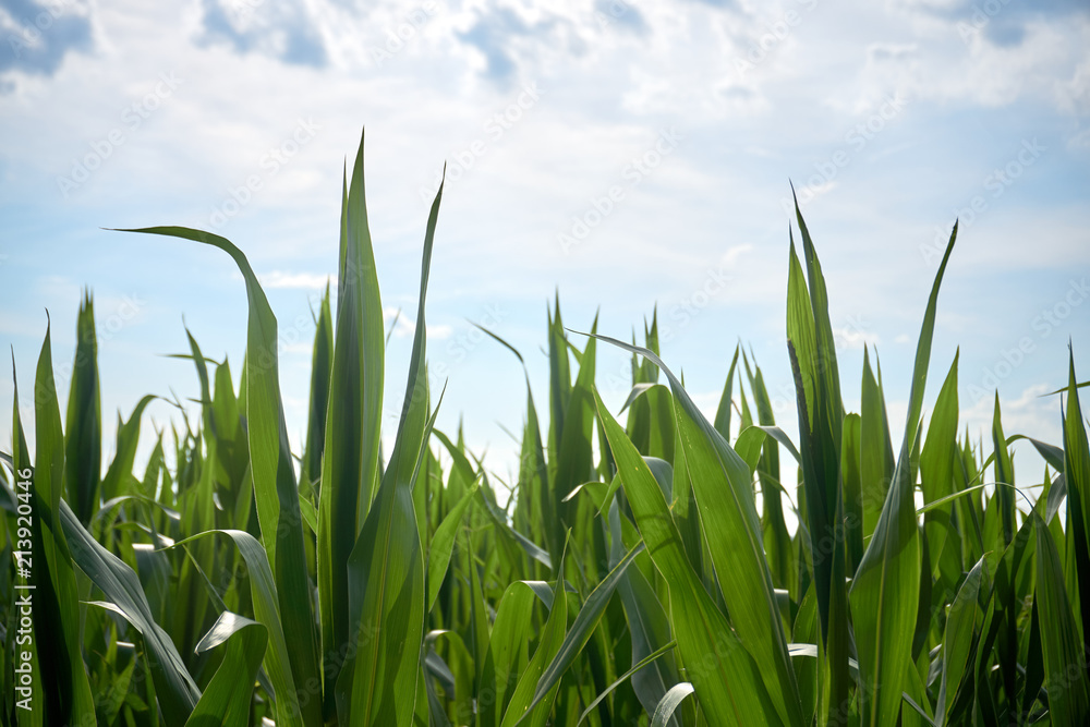 Fototapeta premium corn plants in the sun