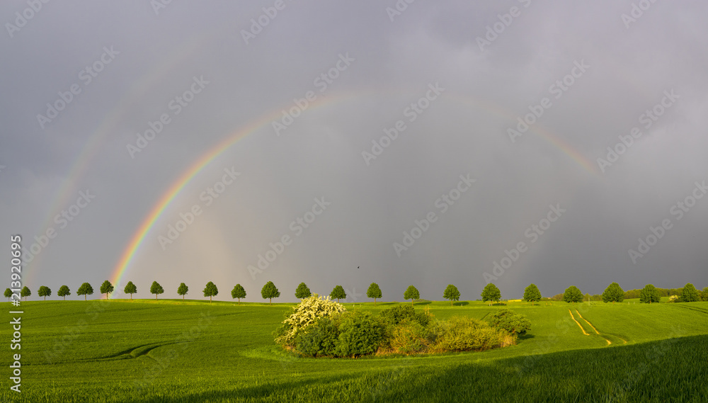 Fototapeta premium double, beautiful, multi-colored rainbow after passing a spring downpour over a green field