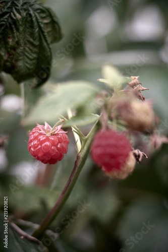 red mature raspberry