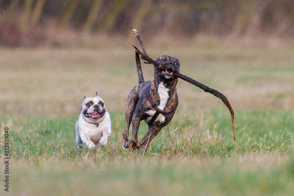 Why Is My Puppy Rocking Side To Side