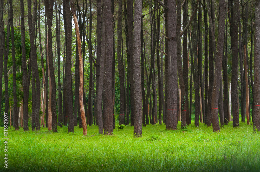 Fototapeta premium Pine trees, tall green trunks,Beautiful Pine trees and green grass for nature background