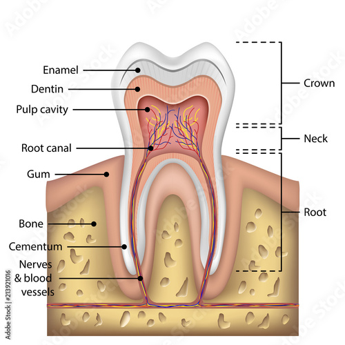 Tooth anatomy infographics. Realistic White Tooth Mockup. Oral Care health Concept. Medical banner or poster Vector illustration